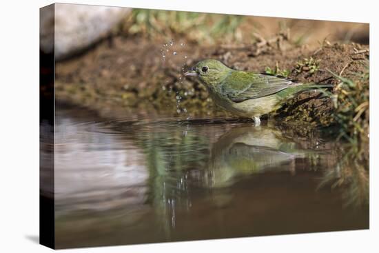 Female Painted bunting bathing. Rio Grande Valley, Texas-Adam Jones-Stretched Canvas