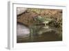 Female Painted bunting bathing. Rio Grande Valley, Texas-Adam Jones-Framed Photographic Print