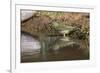 Female Painted bunting bathing. Rio Grande Valley, Texas-Adam Jones-Framed Photographic Print