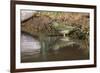 Female Painted bunting bathing. Rio Grande Valley, Texas-Adam Jones-Framed Photographic Print