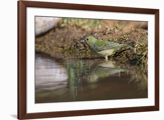 Female Painted bunting bathing. Rio Grande Valley, Texas-Adam Jones-Framed Photographic Print