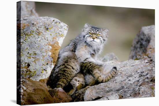 Female Pallas's cat suckling four young kittens, Mongolia-Paul Williams-Stretched Canvas