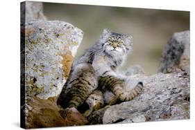 Female Pallas's cat suckling four young kittens, Mongolia-Paul Williams-Stretched Canvas