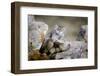 Female Pallas's cat suckling four young kittens, Mongolia-Paul Williams-Framed Photographic Print