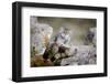 Female Pallas's cat suckling four young kittens, Mongolia-Paul Williams-Framed Photographic Print