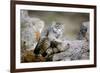 Female Pallas's cat suckling four young kittens, Mongolia-Paul Williams-Framed Photographic Print