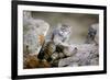 Female Pallas's cat suckling four young kittens, Mongolia-Paul Williams-Framed Photographic Print