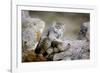 Female Pallas's cat suckling four young kittens, Mongolia-Paul Williams-Framed Photographic Print