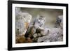 Female Pallas's cat suckling four young kittens, Mongolia-Paul Williams-Framed Photographic Print