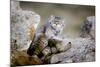 Female Pallas's cat suckling four young kittens, Mongolia-Paul Williams-Mounted Photographic Print