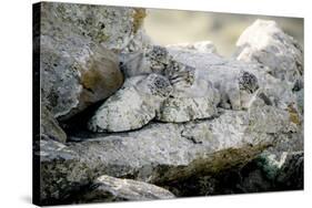 Female Pallas's cat with three kittens at den site, Mongolia-Paul Williams-Stretched Canvas