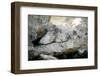 Female Pallas's cat with three kittens at den site, Mongolia-Paul Williams-Framed Photographic Print