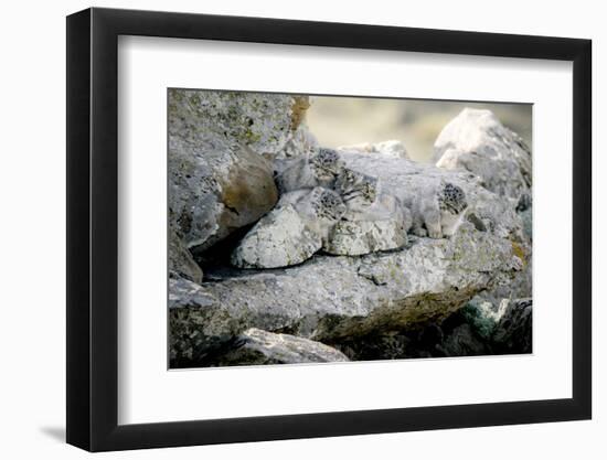 Female Pallas's cat with three kittens at den site, Mongolia-Paul Williams-Framed Photographic Print