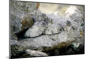 Female Pallas's cat with three kittens at den site, Mongolia-Paul Williams-Mounted Photographic Print