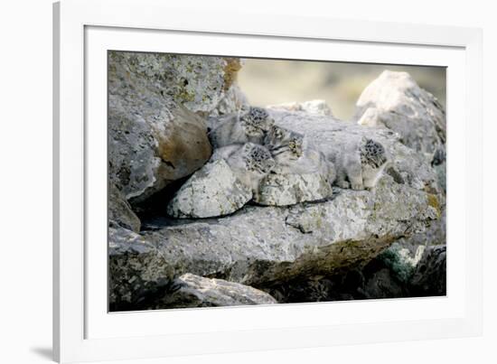 Female Pallas's cat with three kittens at den site, Mongolia-Paul Williams-Framed Photographic Print