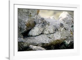 Female Pallas's cat with three kittens at den site, Mongolia-Paul Williams-Framed Photographic Print