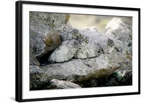 Female Pallas's cat with three kittens at den site, Mongolia-Paul Williams-Framed Photographic Print