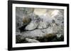 Female Pallas's cat with three kittens at den site, Mongolia-Paul Williams-Framed Photographic Print