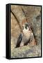 Female Peregrine Falcon on Granite Cliff-W. Perry Conway-Framed Stretched Canvas