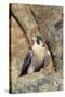 Female Peregrine Falcon on Granite Cliff-W. Perry Conway-Stretched Canvas