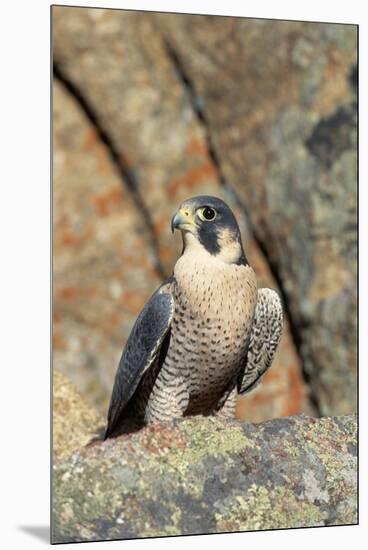 Female Peregrine Falcon on Granite Cliff-W. Perry Conway-Mounted Premium Photographic Print