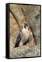 Female Peregrine Falcon on Granite Cliff-W. Perry Conway-Framed Stretched Canvas