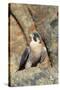 Female Peregrine Falcon on Granite Cliff-W. Perry Conway-Stretched Canvas