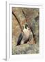 Female Peregrine Falcon on Granite Cliff-W. Perry Conway-Framed Photographic Print