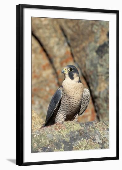 Female Peregrine Falcon on Granite Cliff-W. Perry Conway-Framed Photographic Print