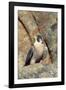 Female Peregrine Falcon on Granite Cliff-W. Perry Conway-Framed Photographic Print