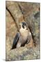 Female Peregrine Falcon on Granite Cliff-W. Perry Conway-Mounted Photographic Print