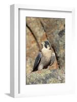 Female Peregrine Falcon on Granite Cliff-W. Perry Conway-Framed Photographic Print