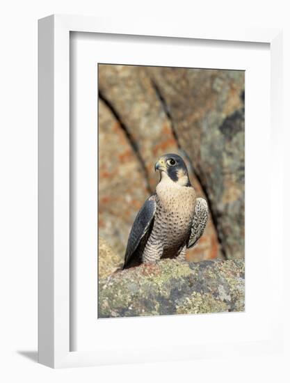 Female Peregrine Falcon on Granite Cliff-W. Perry Conway-Framed Photographic Print