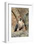 Female Peregrine Falcon on Granite Cliff-W. Perry Conway-Framed Photographic Print