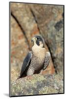Female Peregrine Falcon on Granite Cliff-W. Perry Conway-Mounted Photographic Print