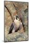 Female Peregrine Falcon on Granite Cliff-W. Perry Conway-Mounted Photographic Print