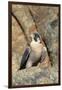 Female Peregrine Falcon on Granite Cliff-W. Perry Conway-Framed Photographic Print