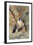 Female Peregrine Falcon on Granite Cliff-W. Perry Conway-Framed Photographic Print