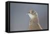 Female Pheasant (Phasianus Colchicus) Portrait Cairngorms National Park, Scotland, April-Peter Cairns-Framed Stretched Canvas