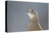 Female Pheasant (Phasianus Colchicus) Portrait Cairngorms National Park, Scotland, April-Peter Cairns-Stretched Canvas