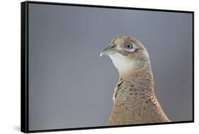 Female Pheasant (Phasianus Colchicus) Portrait Cairngorms National Park, Scotland, April-Peter Cairns-Framed Stretched Canvas