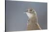 Female Pheasant (Phasianus Colchicus) Portrait Cairngorms National Park, Scotland, April-Peter Cairns-Stretched Canvas