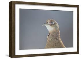 Female Pheasant (Phasianus Colchicus) Portrait Cairngorms National Park, Scotland, April-Peter Cairns-Framed Photographic Print