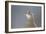 Female Pheasant (Phasianus Colchicus) Portrait Cairngorms National Park, Scotland, April-Peter Cairns-Framed Photographic Print