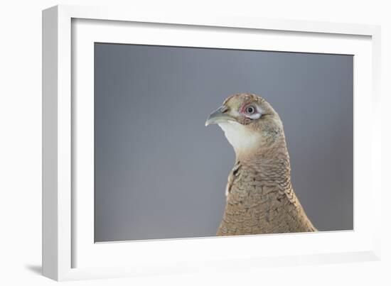 Female Pheasant (Phasianus Colchicus) Portrait Cairngorms National Park, Scotland, April-Peter Cairns-Framed Photographic Print