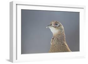 Female Pheasant (Phasianus Colchicus) Portrait Cairngorms National Park, Scotland, April-Peter Cairns-Framed Photographic Print