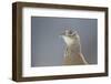 Female Pheasant (Phasianus Colchicus) Portrait Cairngorms National Park, Scotland, April-Peter Cairns-Framed Photographic Print