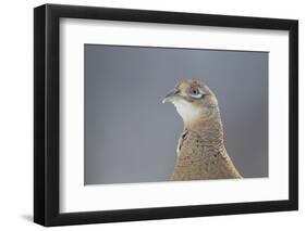 Female Pheasant (Phasianus Colchicus) Portrait Cairngorms National Park, Scotland, April-Peter Cairns-Framed Photographic Print