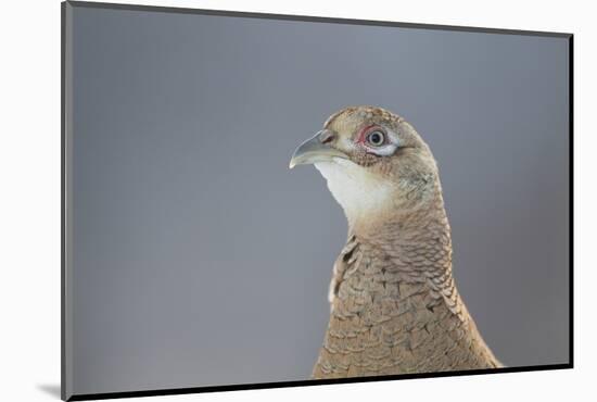 Female Pheasant (Phasianus Colchicus) Portrait Cairngorms National Park, Scotland, April-Peter Cairns-Mounted Photographic Print