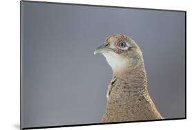 Female Pheasant (Phasianus Colchicus) Portrait Cairngorms National Park, Scotland, April-Peter Cairns-Mounted Photographic Print